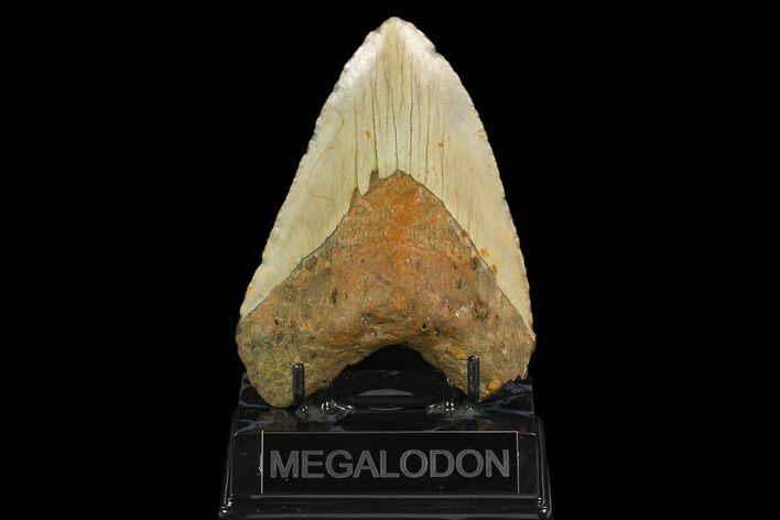 Fossil Megalodon Tooth - North Carolina #124958